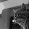 この飼い主を見守って…