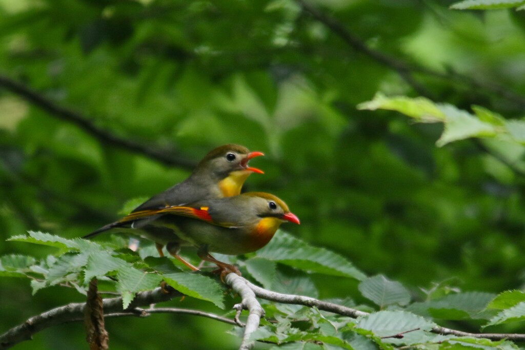 ソウシチョウ夫婦かな？