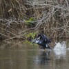 逃亡の飛翔