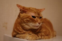 信頼