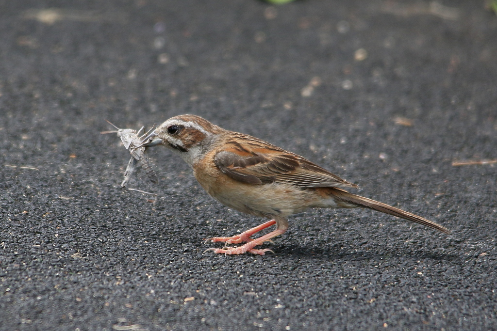 食に関する事…