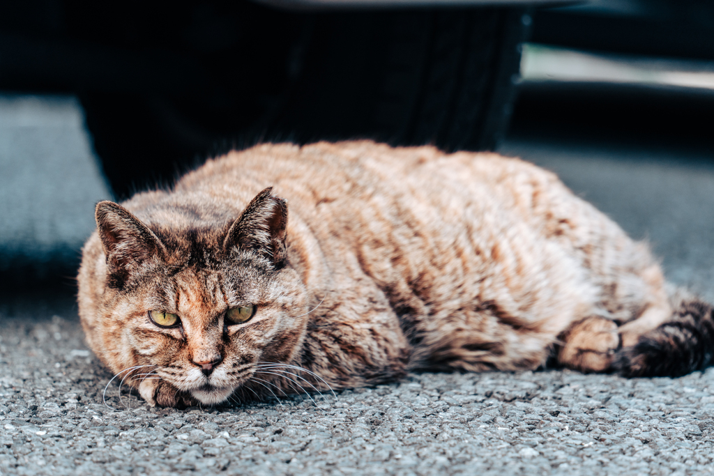 駐車場の猫