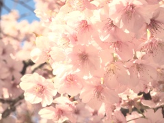 夕焼け桜