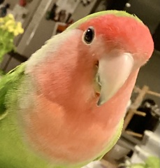 全方向美インコＮo.2