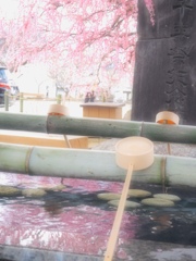 水に映る梅