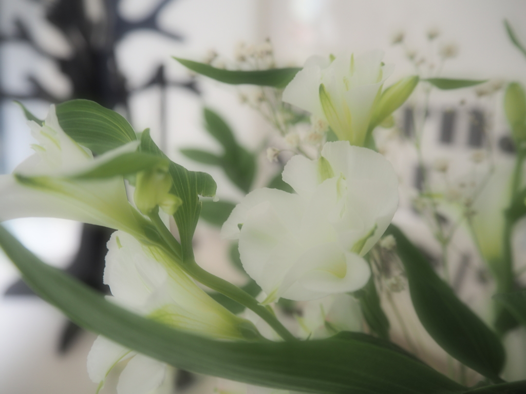 白い花