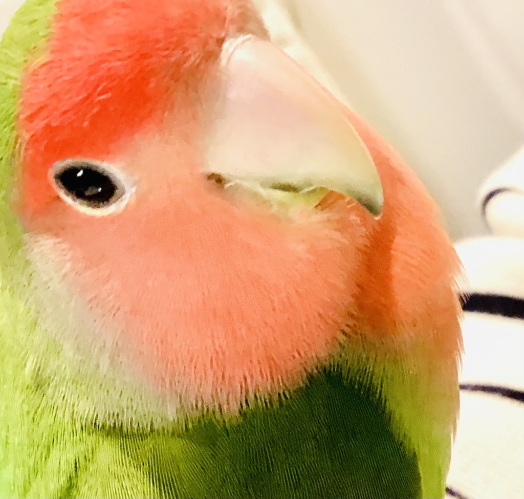 全方向美インコ