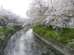 桜水面