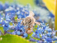ミツバチ ＃2　花粉まみれ