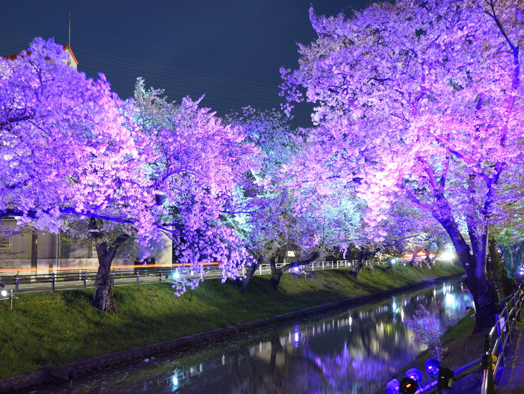 大口町桜ライトアップ2024 ②