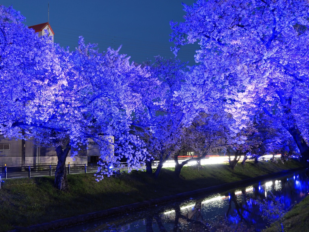 大口町桜ライトアップ2024 ①