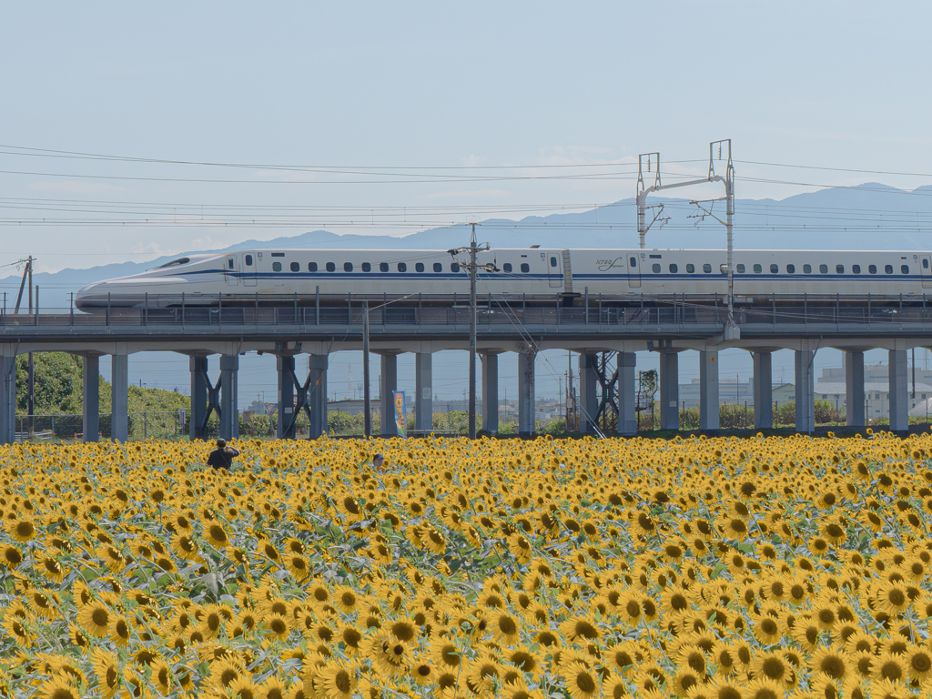 大垣ひまわり畑2024 ＃1