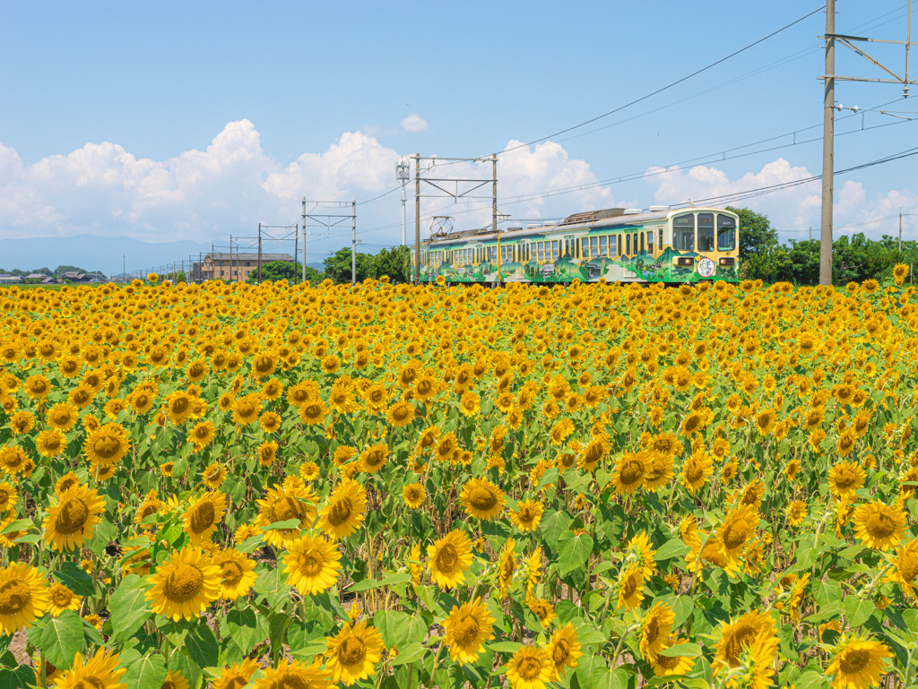 近江鉄道とひまわり畑 ＃1 by TRANS JAPAN （ID：12560495