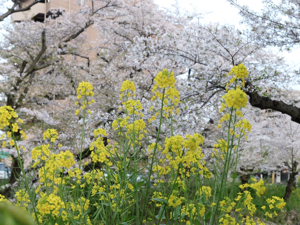 春の花たち