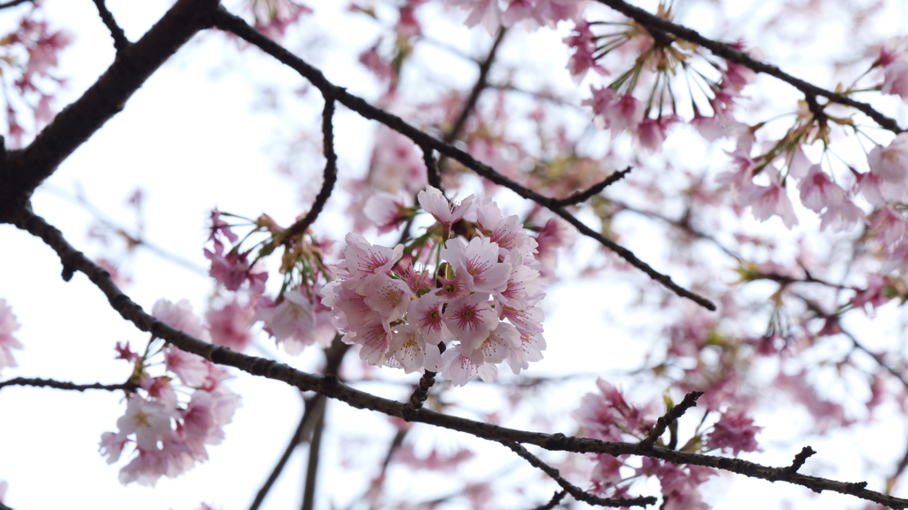 上野の春