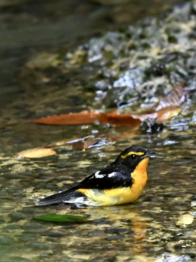 キビタキ♂ 水浴び