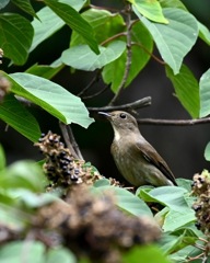 オオルリ　♀
