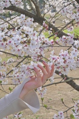桜とネイル