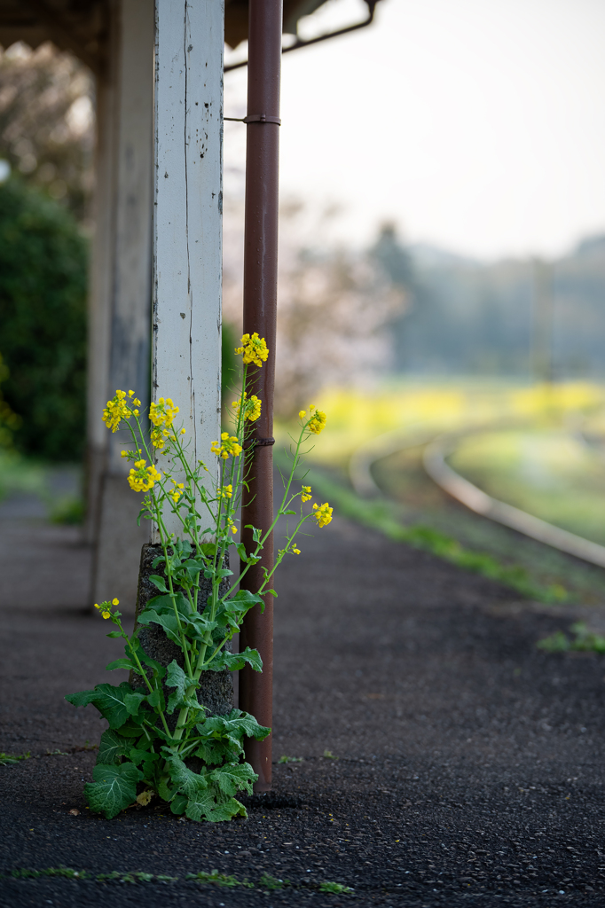 小湊鉄道菜の花12