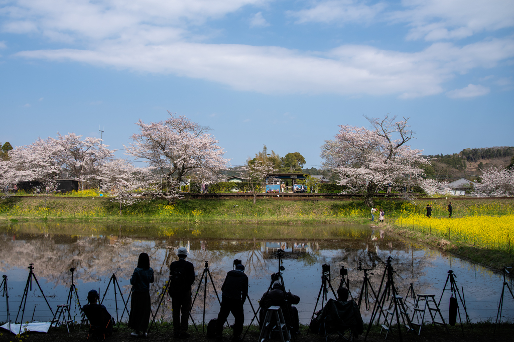 桜と小湊鉄道その2の3