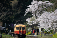 桜と小湊鉄道その2の4