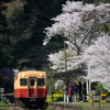 桜と小湊鉄道その2の4