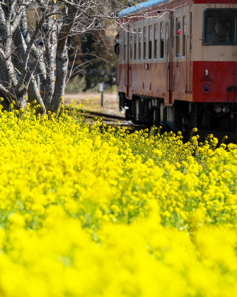 いすみ鉄道菜の花10