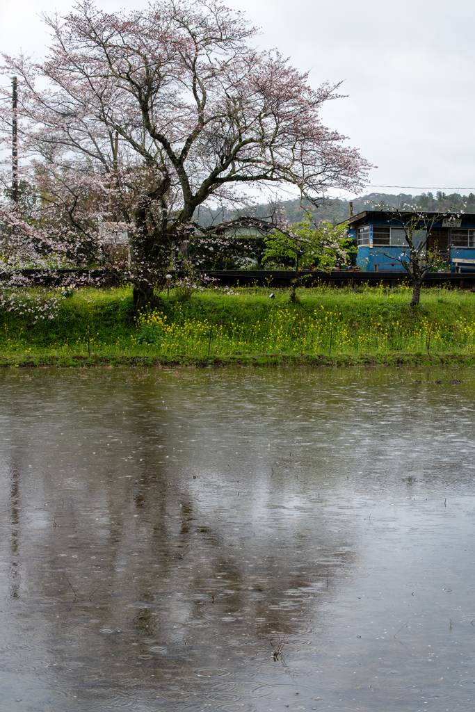 桜と小湊鉄道その2の1