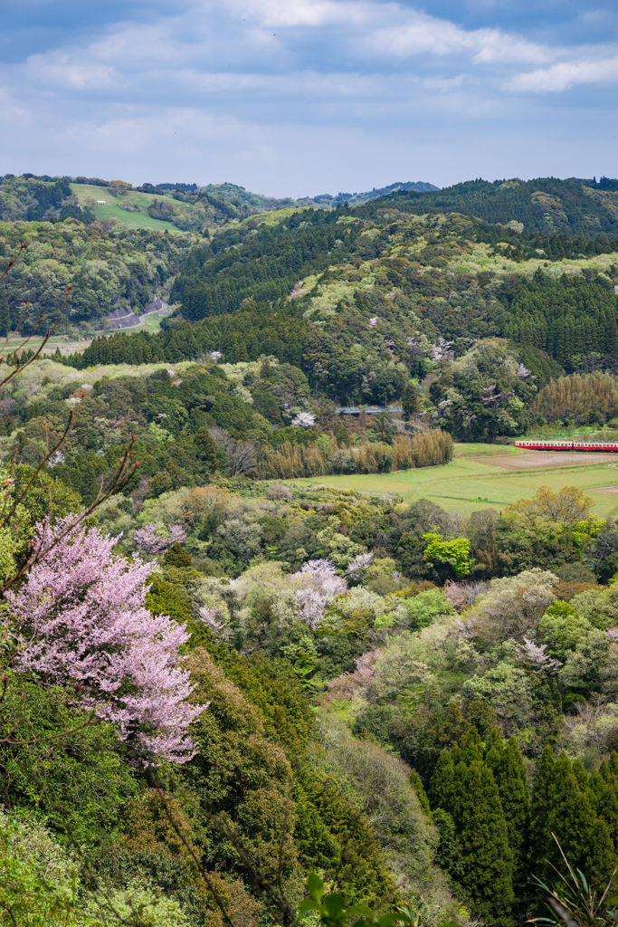 桜と小湊鉄道その2の8