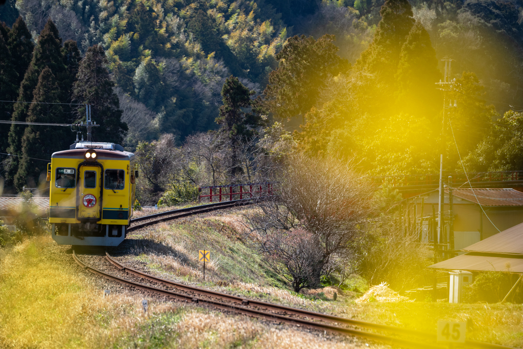 いすみ鉄道菜の花13