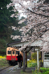 桜と小湊鉄道その1の1