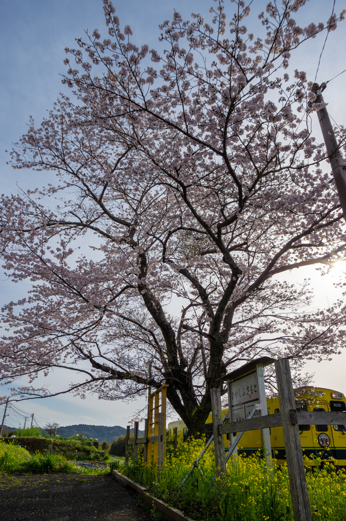 桜といすみ鉄道その1の5