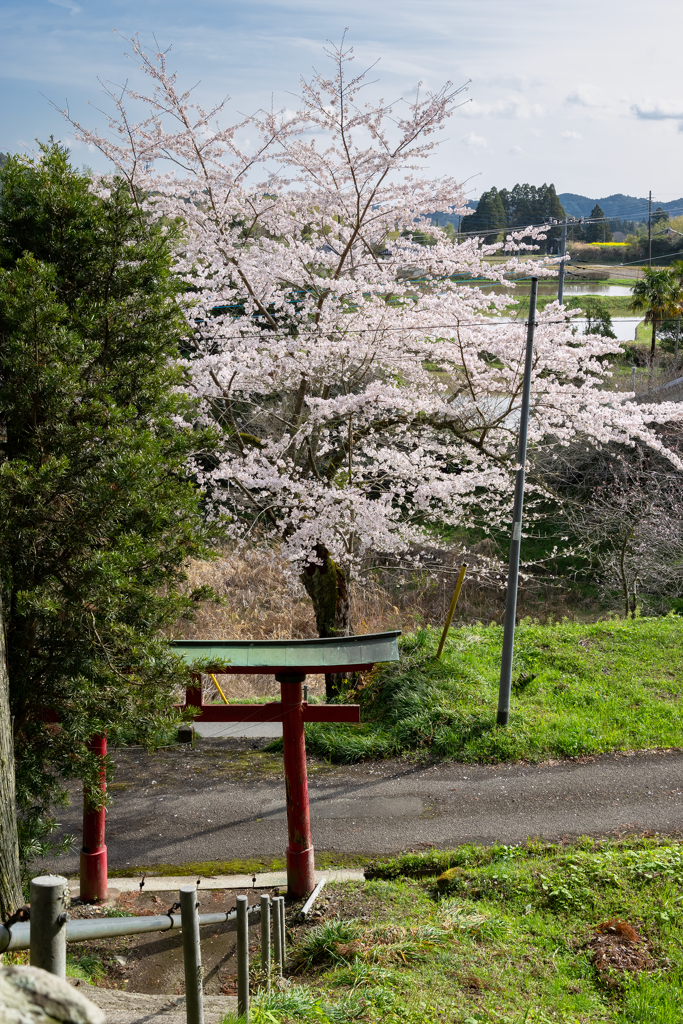 桜といすみ鉄道その2の7