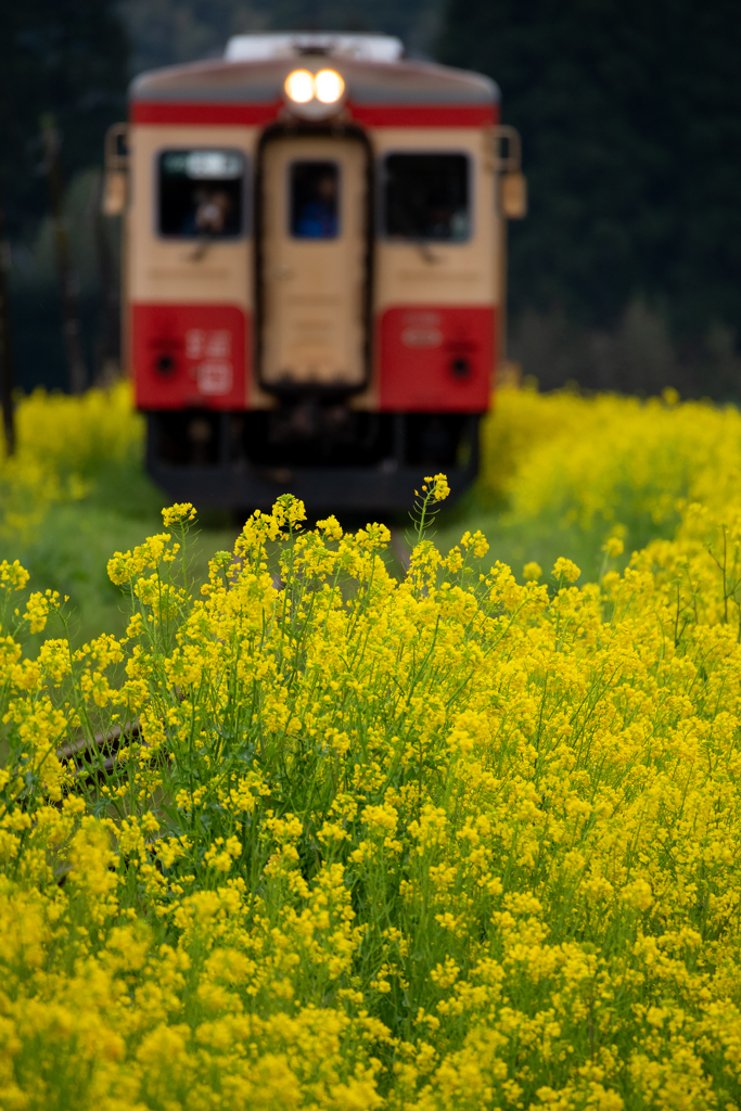 いすみ鉄道菜の花5