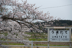 桜と小湊鉄道その1の13