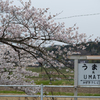 桜と小湊鉄道その1の13