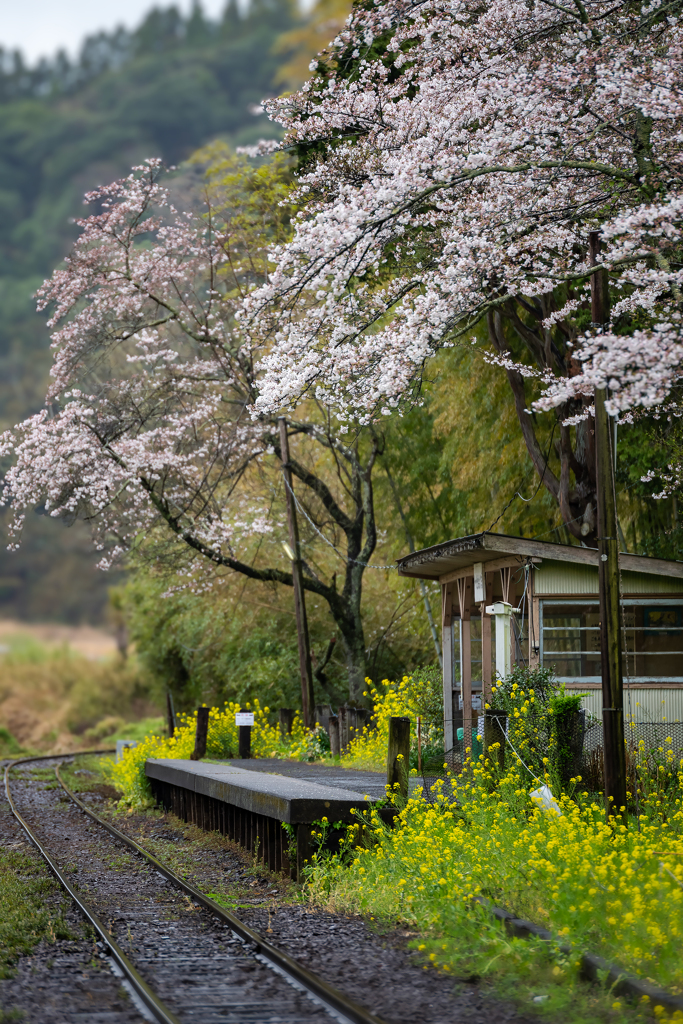 桜と小湊鉄道その1の4