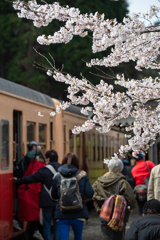 桜と小湊鉄道その1の11