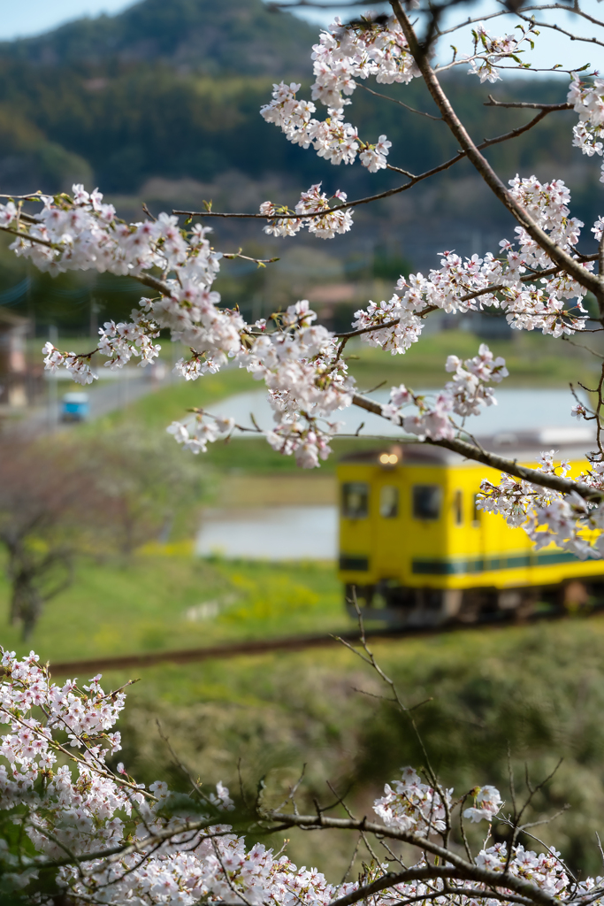 桜といすみ鉄道その1の3