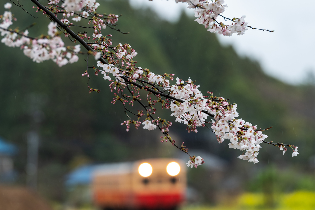 桜と小湊鉄道その2の7
