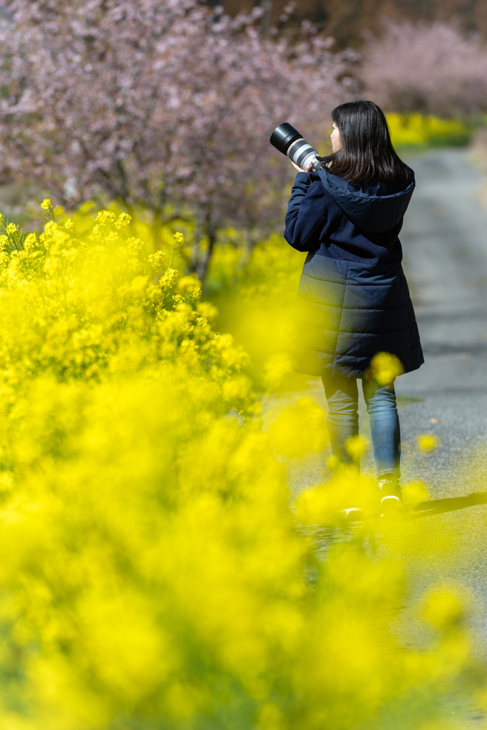 いすみ鉄道菜の花11