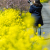 いすみ鉄道菜の花11