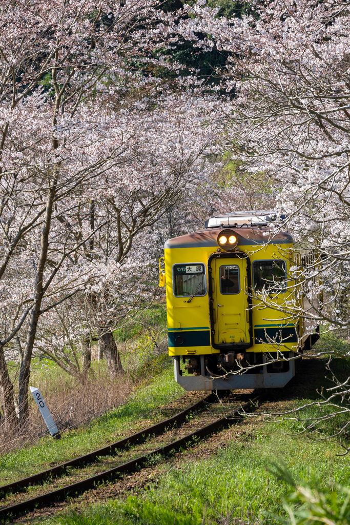 桜といすみ鉄道その2の1