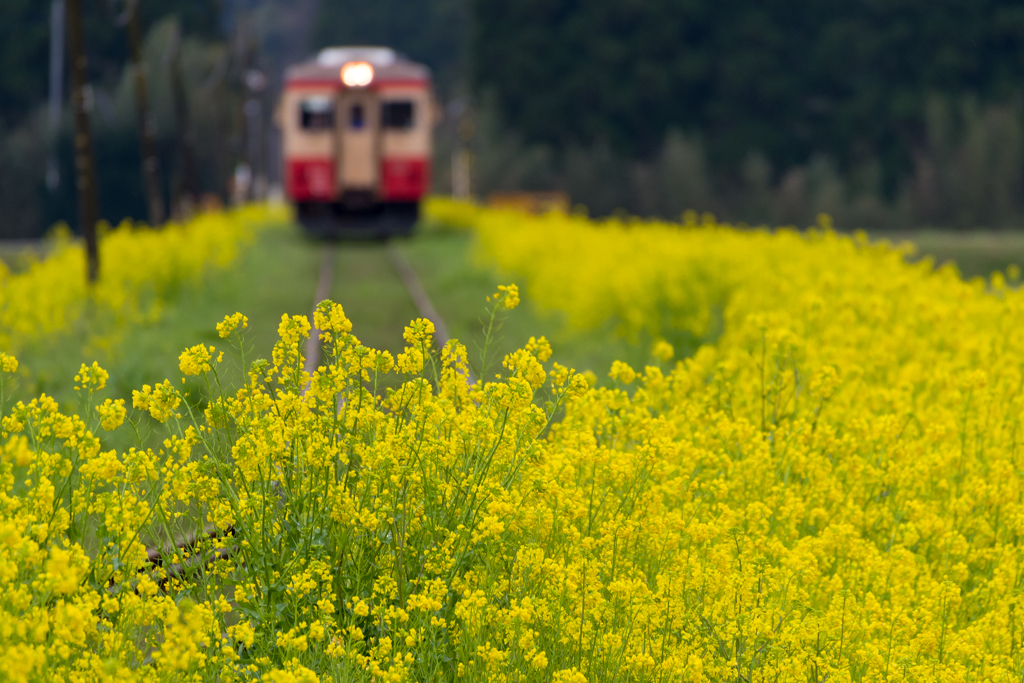 いすみ鉄道菜の花1