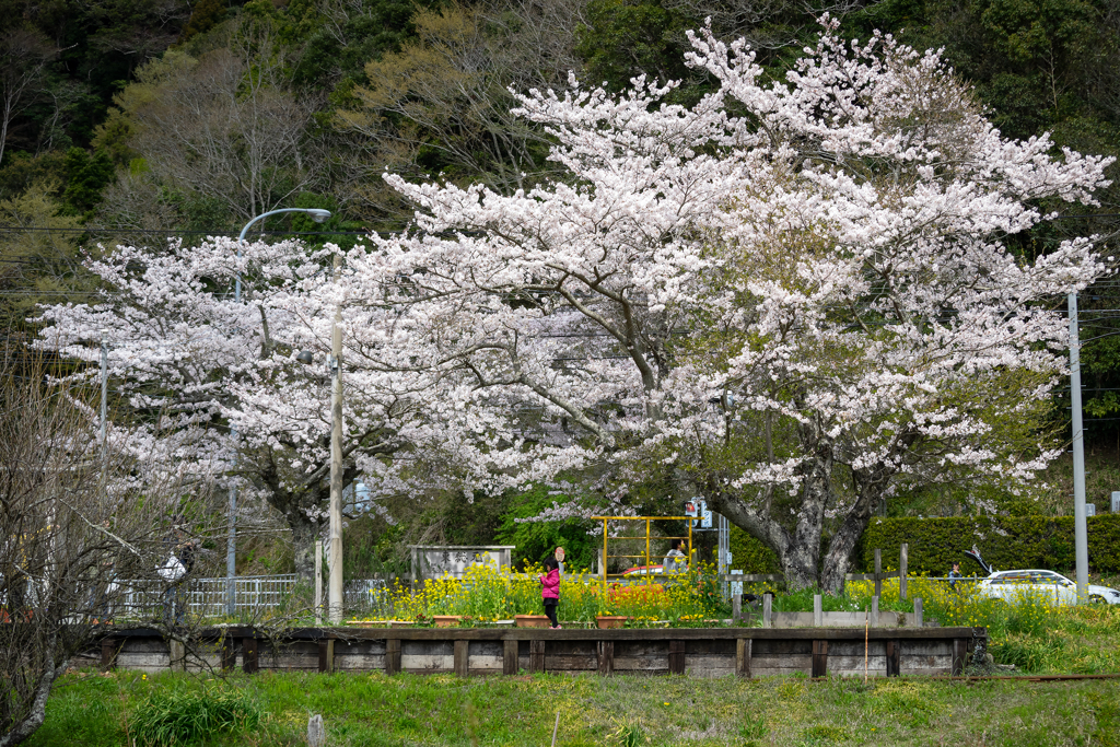 桜といすみ鉄道その1の3