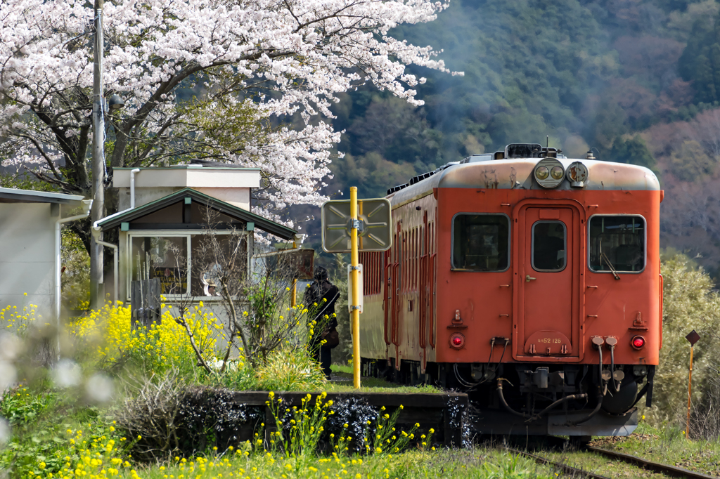 桜といすみ鉄道その1の1