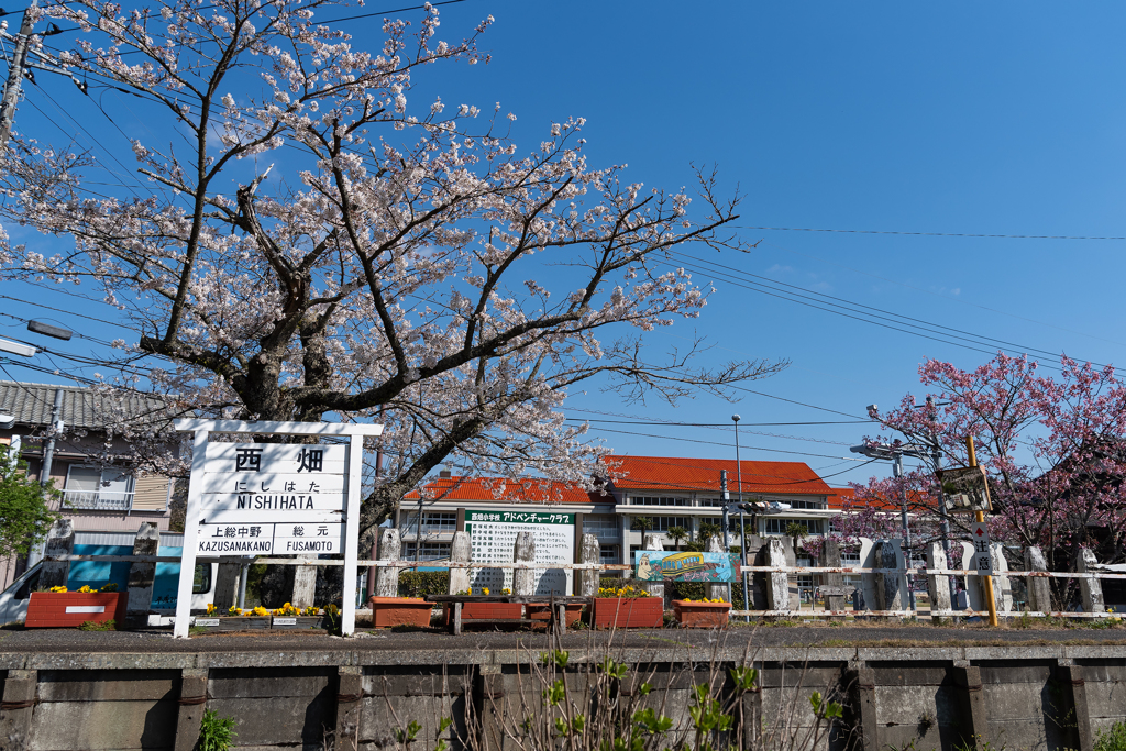 桜といすみ鉄道その2の4