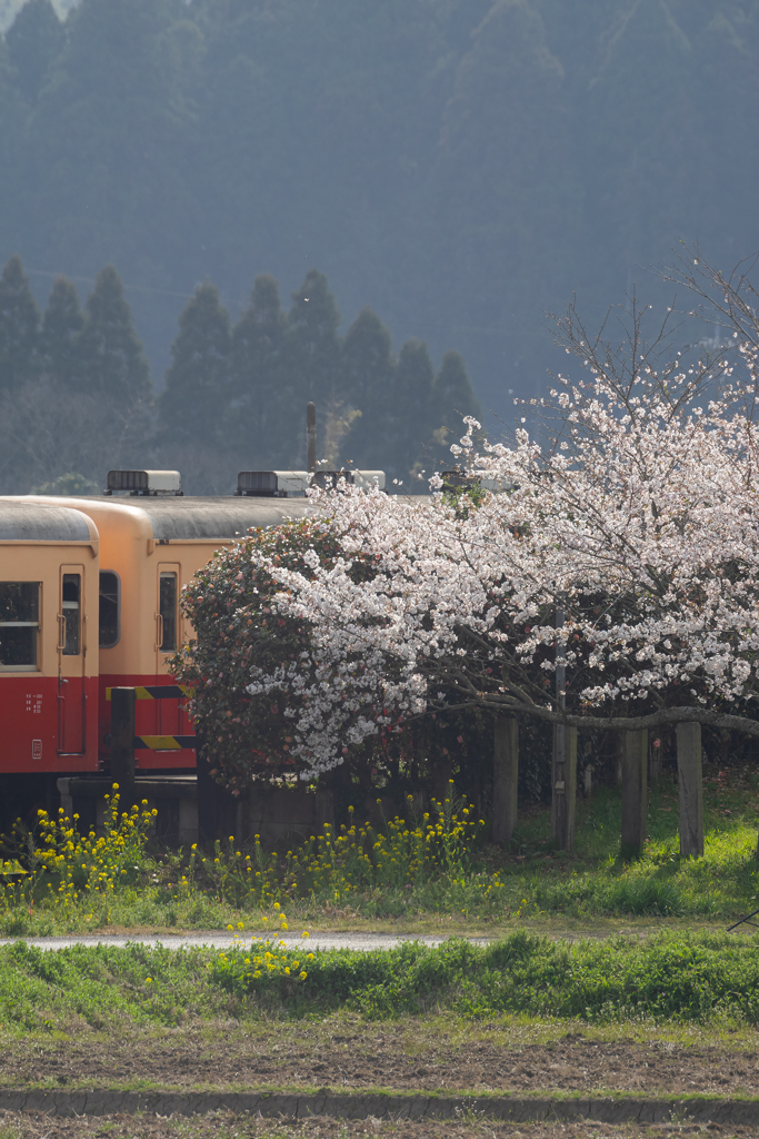 桜と小湊鉄道その1の7