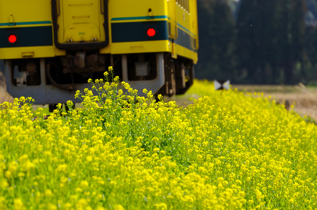 いすみ鉄道菜の花2