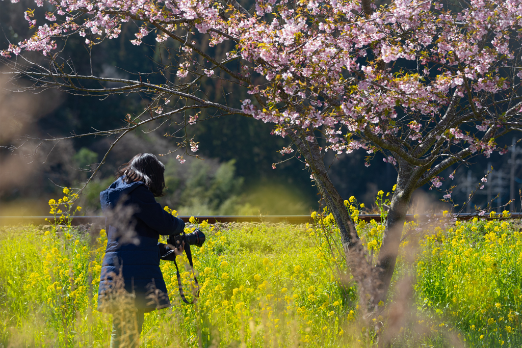 いすみ鉄道菜の花12